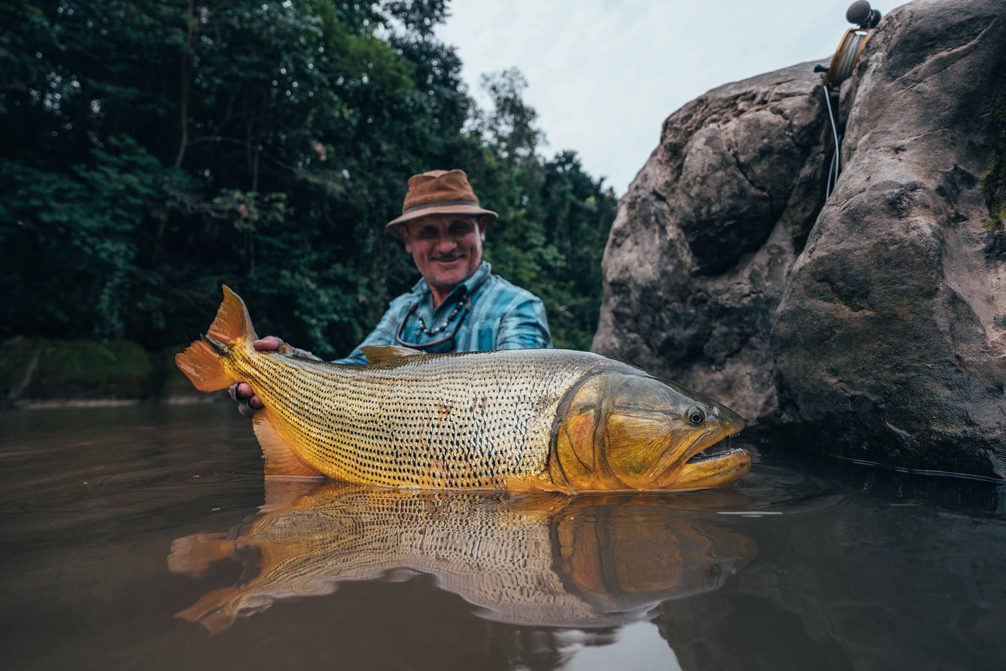Golden Dorado