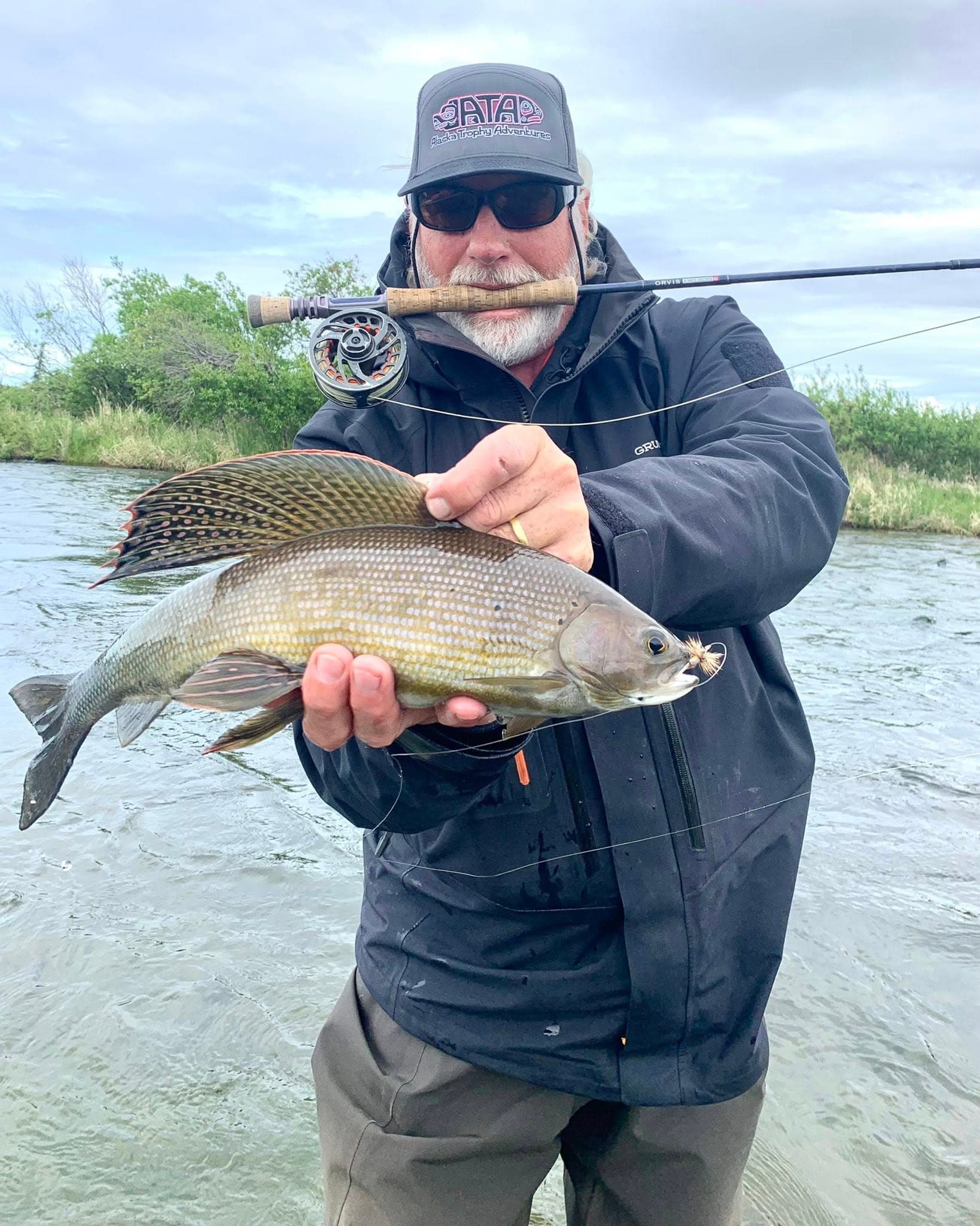 Arctic grayling