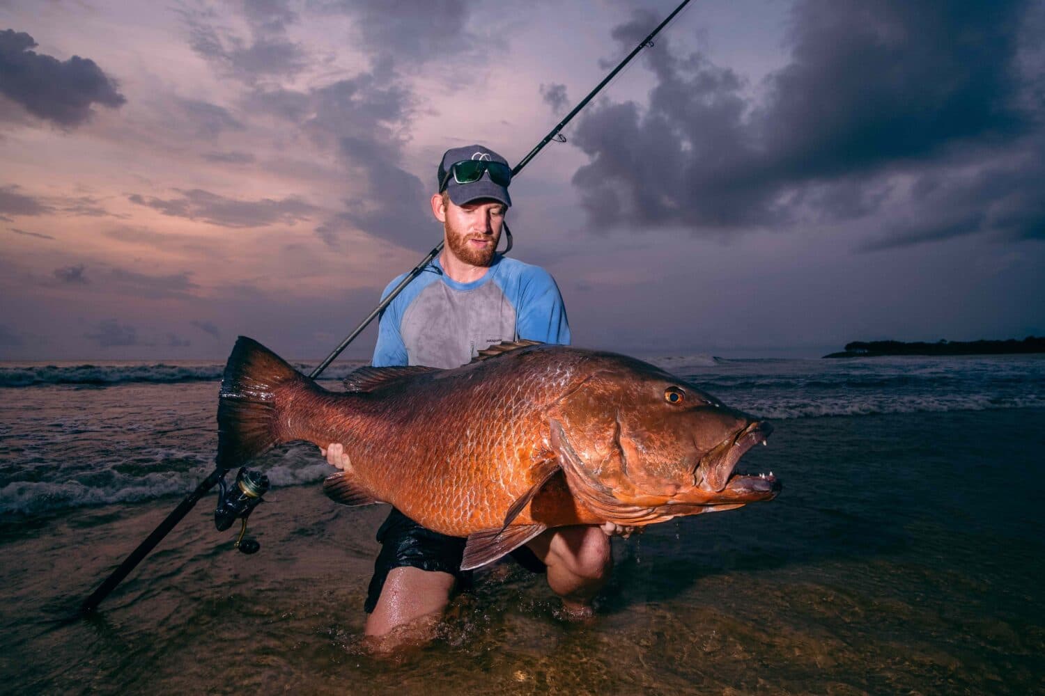 Cubera snapper
