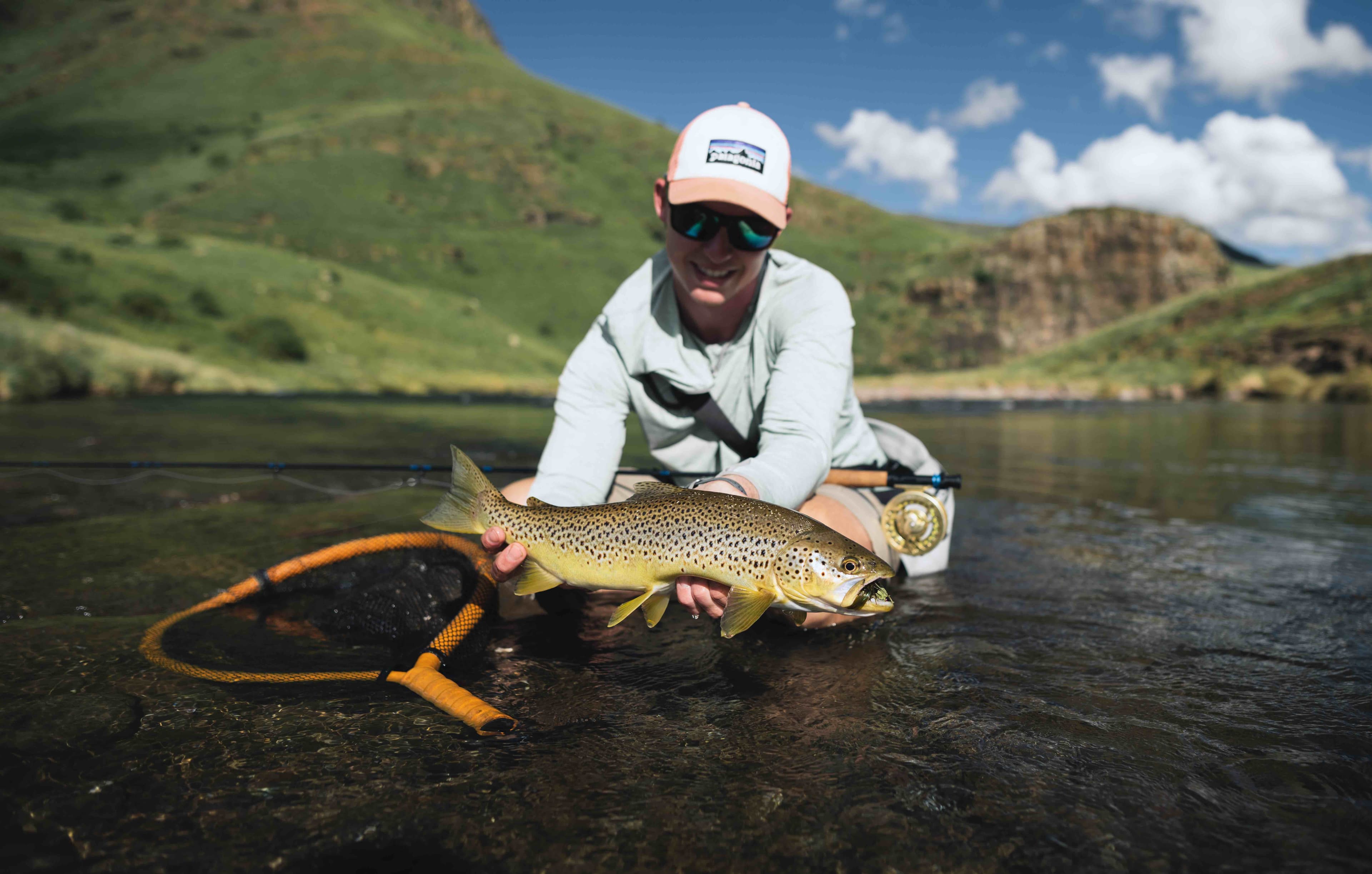 Brown trout