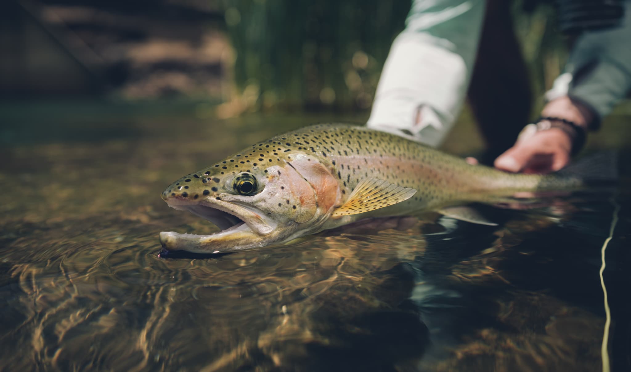 Rainbow trout