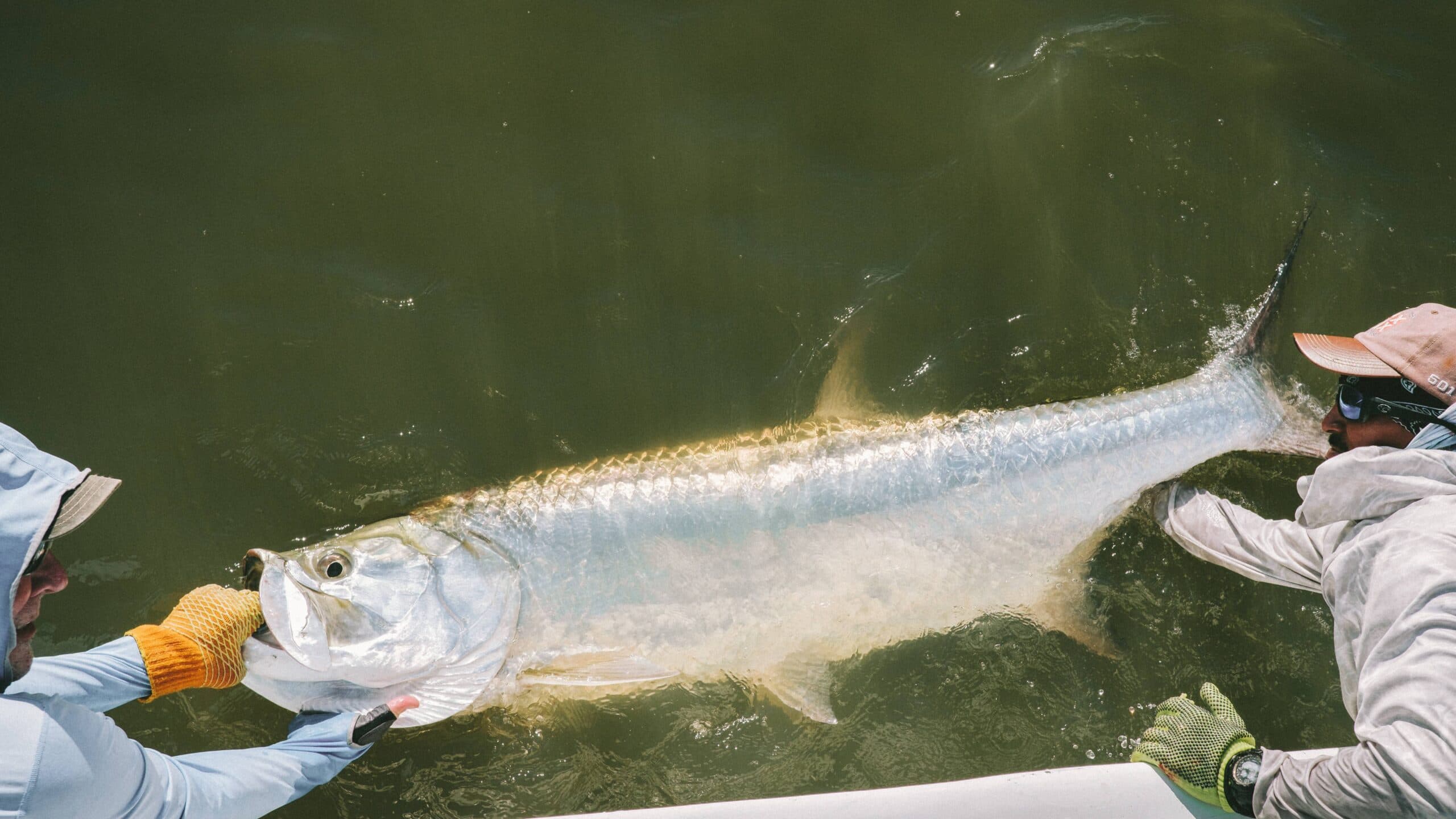 Tarpon