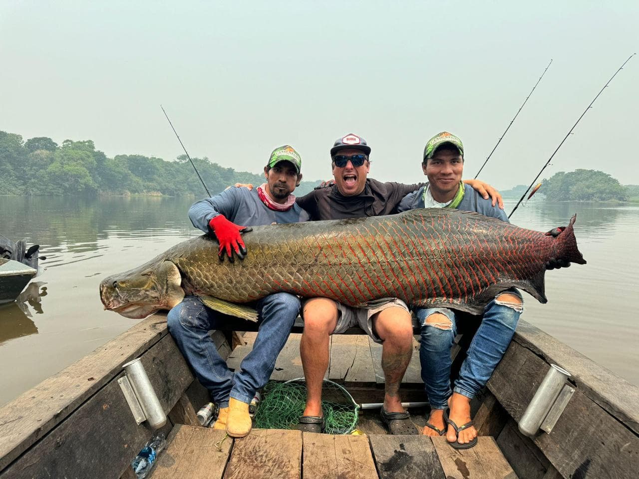 Arapaima