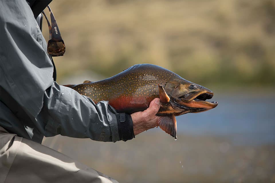 Brook trout